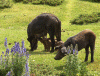 cochons-sauvages.gif (450566 octets)