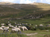 coscione-3.gif (334734 octets)